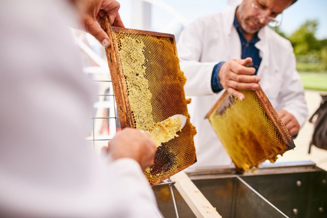 Już w najbliższy piątek będzie można zobaczyć jak wygląda miodobranie (zdjęcia)