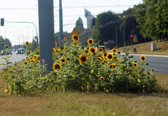 Pomiędzy pasami jezdni rozkwitają słoneczniki. Kwiatów są tysiące (zdjęcia)