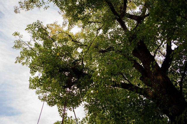 Najstarszymi z lubelskich drzew zajęli się specjaliści. Trwają prace pielęgnacyjne, w tym chirurgiczne (zdjęcia)