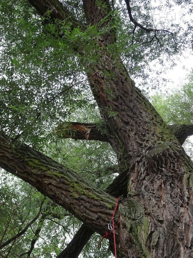 Najstarszymi z lubelskich drzew zajęli się specjaliści. Trwają prace pielęgnacyjne, w tym chirurgiczne (zdjęcia)