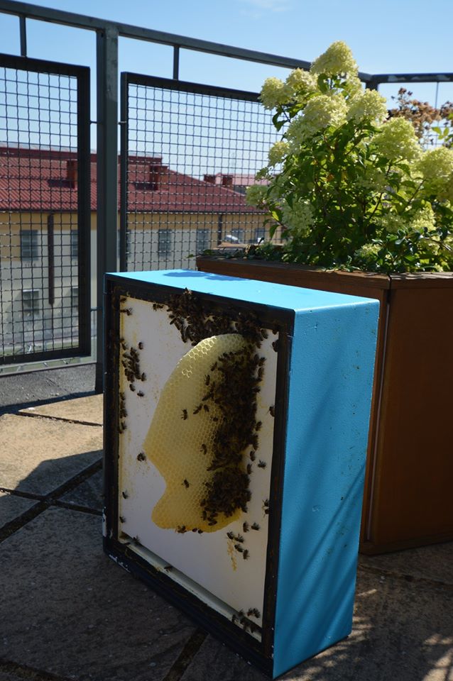 Wielki Dzień Pszczół w Zakładzie Karnym w Opolu Lubelskim (wideo)