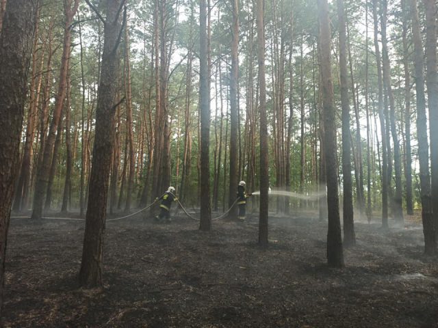 Kilka zastępów straży pożarnej gasiło pożar lasu (zdjęcia)