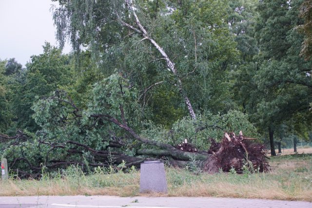 Miasto Lublin: Nawałnica powaliła lub uszkodziła około 100 drzew (zdjęcia)