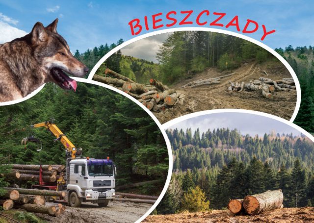 Protestowali przeciwko wycince drzew w Bieszczadach. „To najcenniejsze z lasów górskich w Polsce”