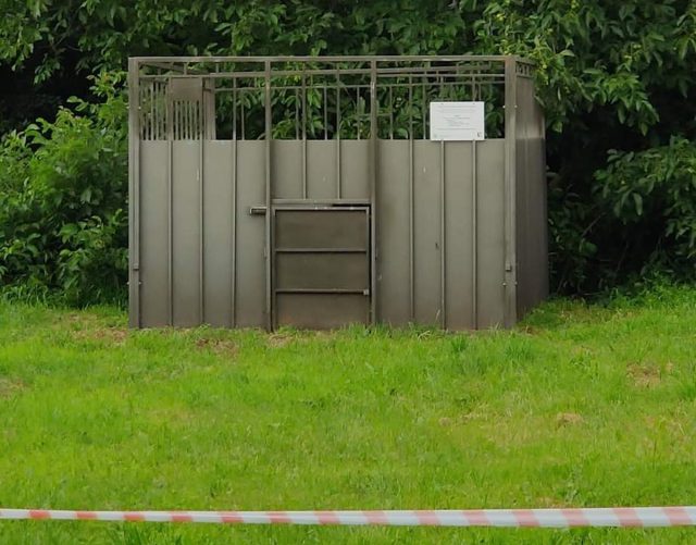 Dziki zadomowiły się na ogródkach działkowych. Działkowcy zaczynają obawiać się o swoje bezpieczeństwo (zdjęcia, wideo)