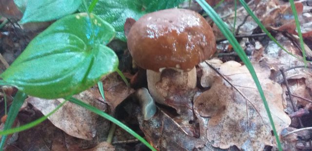 W lasach pojawia się coraz więcej grzybów (zdjęcia)