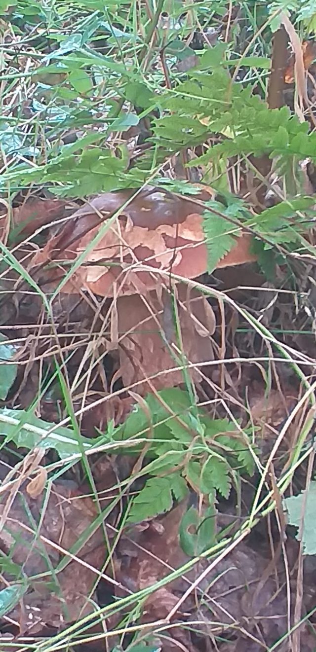 W lasach pojawia się coraz więcej grzybów (zdjęcia)