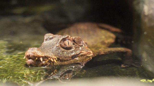 Kajman z Wrocławia nie zostanie w zoo. Urzędnicy kontaktowali się już z lubelską fundacją  (zdjęcia)