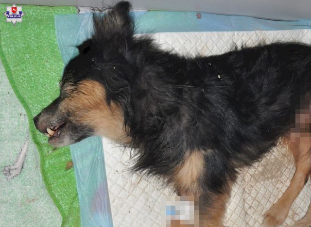 Trzonkiem od łopaty uderzał psa w głowę, a następnie zakopał go żywcem. Jest akt oskarżenia w głośnej sprawie
