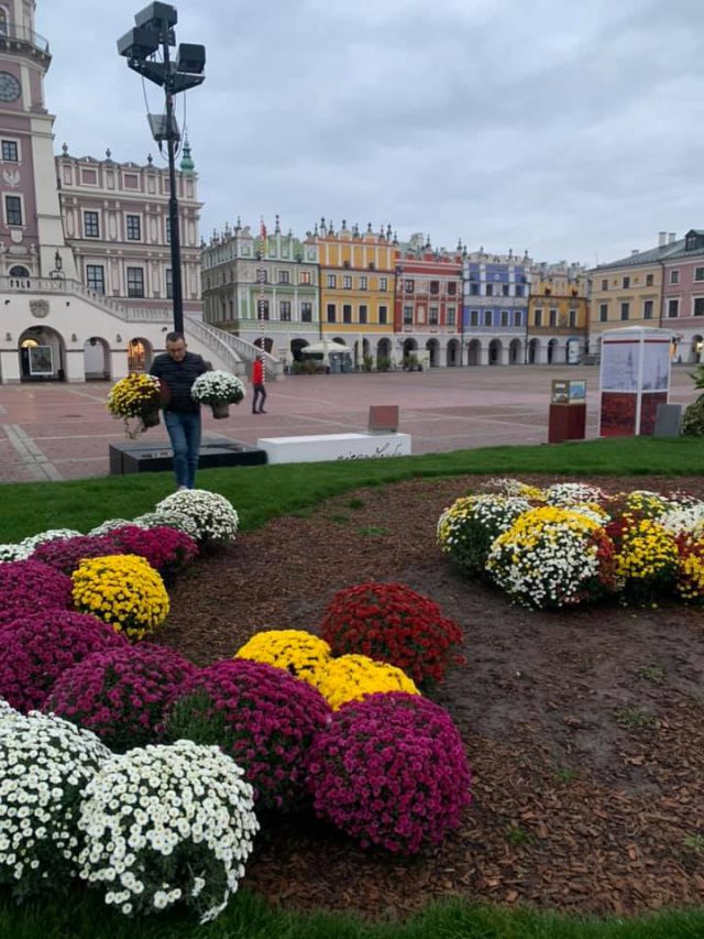 Niosą wsparcie sprzedawcom kwiatów. Chryzantemy ozdobią tereny miejskie (zdjęcia)