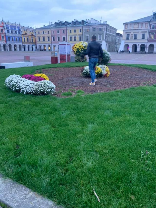 Niosą wsparcie sprzedawcom kwiatów. Chryzantemy ozdobią tereny miejskie (zdjęcia)