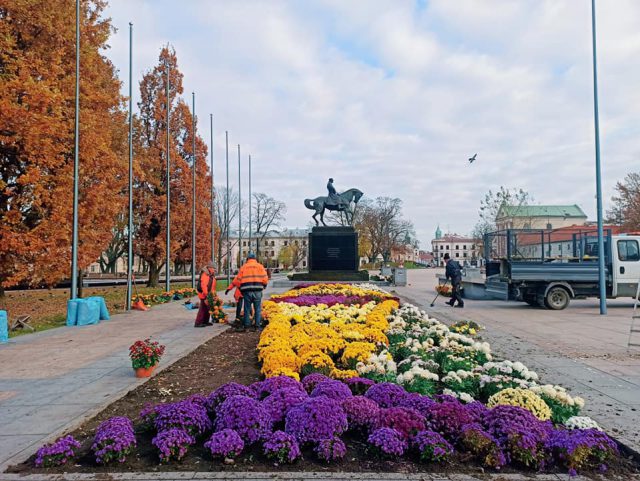 Ponad 120 tys. chryzantem trafiło do naszego regionu. Ozdobiły place, pomniki oraz posesje mieszkańców (zdjęcia)