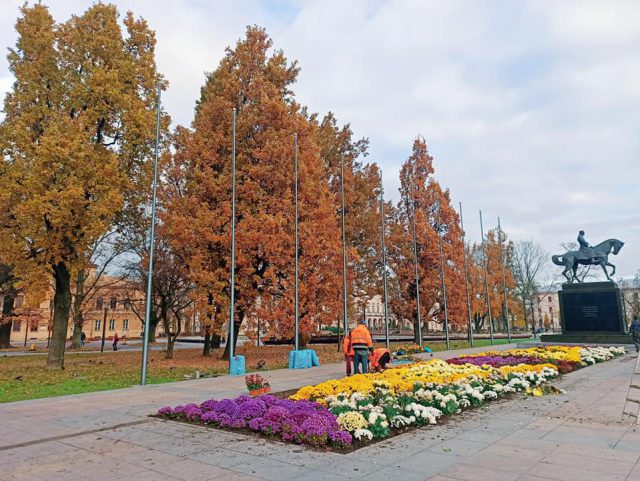 Do Lublina dotarła kolejna dostawa chryzantem. Większość posadzono na placu Litewskim (zdjęcia)