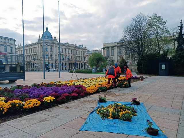 Do Lublina dotarła kolejna dostawa chryzantem. Większość posadzono na placu Litewskim (zdjęcia)