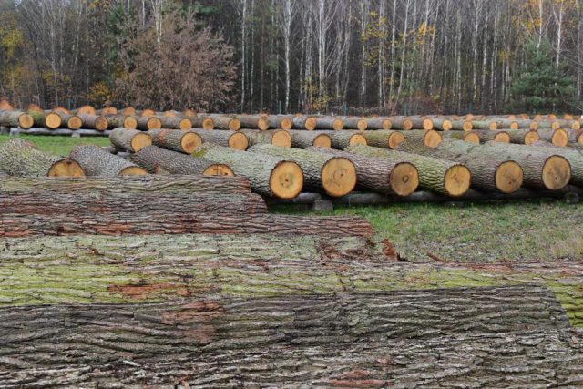 Ponad 5 tys. zł za metr sześcienny drewna. Lubelscy leśnicy sprzedawali najcenniejsze okazy (zdjęcia)