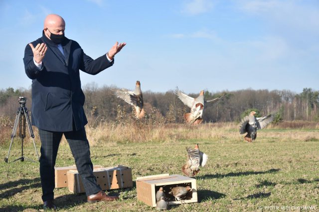 Kolejne kuropatwy trafiły do naszego regionu. Łącznie kupiono 3 tys. ptaków (zdjęcia)