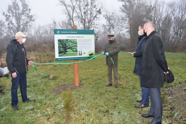 Dwa lata temu posadzili 100 dębów, teraz otworzyli ścieżkę edukacyjną (zdjęcia)