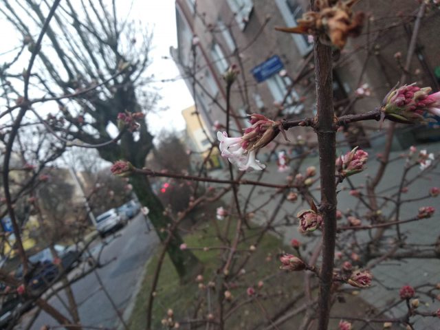 Wiosna w grudniu? W Lublinie rozwijają się krzewy, nie brakuje też kwiatów (zdjęcia)