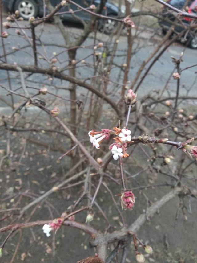 Wiosna w grudniu? W Lublinie rozwijają się krzewy, nie brakuje też kwiatów (zdjęcia)