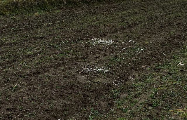 Gołąb przywiązany na środku pola. „Ktoś chce się pozbyć drapieżników”  (zdjęcia)