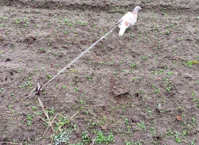 Gołąb przywiązany na środku pola. „Ktoś chce się pozbyć drapieżników”  (zdjęcia)