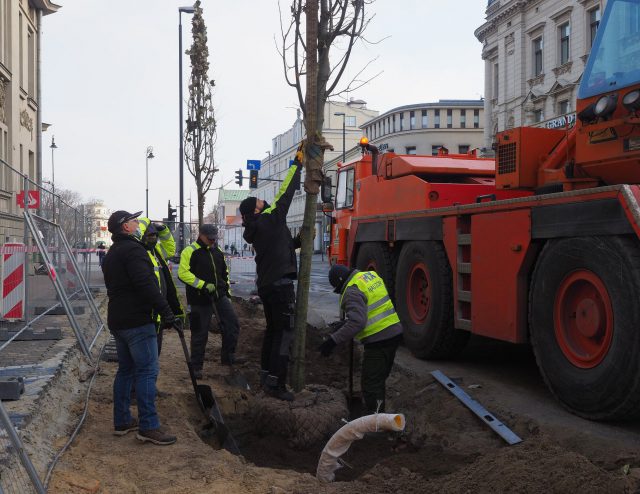 Przy Krakowskim Przedmieściu w Lublinie trwa sadzenie drzew (zdjęcia)