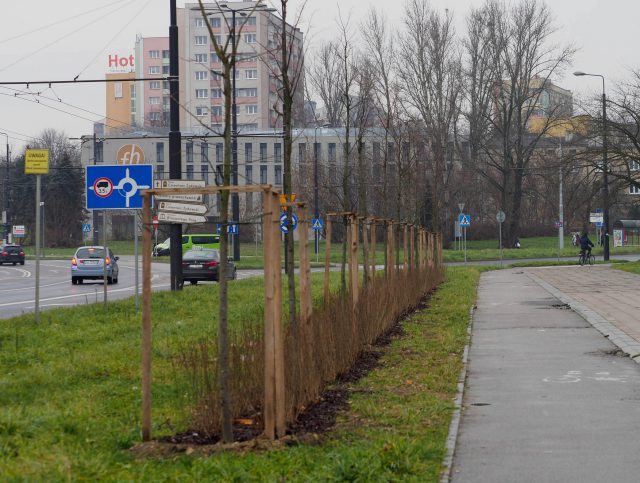 Ponad tysiąc drzew zasadzono w tym roku w Lublinie. Do tego dochodzi 5 tys. krzewów