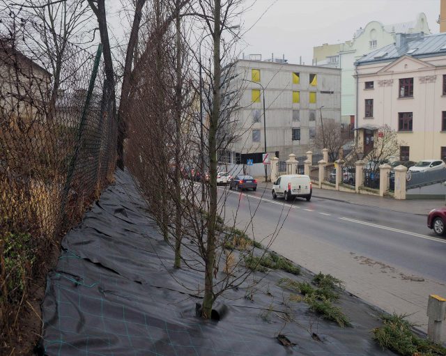 Ponad tysiąc drzew zasadzono w tym roku w Lublinie. Do tego dochodzi 5 tys. krzewów
