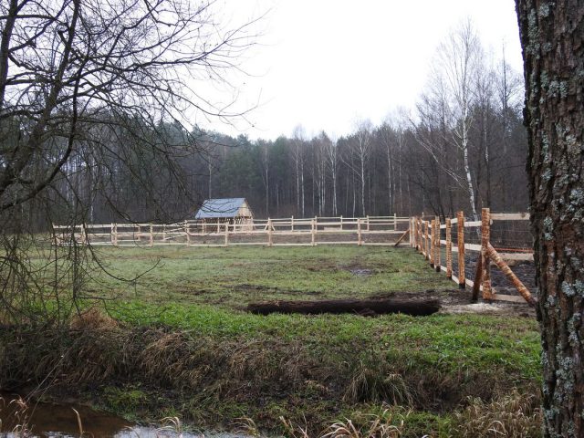 Zagroda gotowa, a zwierzęta przygotowane do podróży. Niebawem w naszym regionie zamieszkają żubry (zdjęcia)