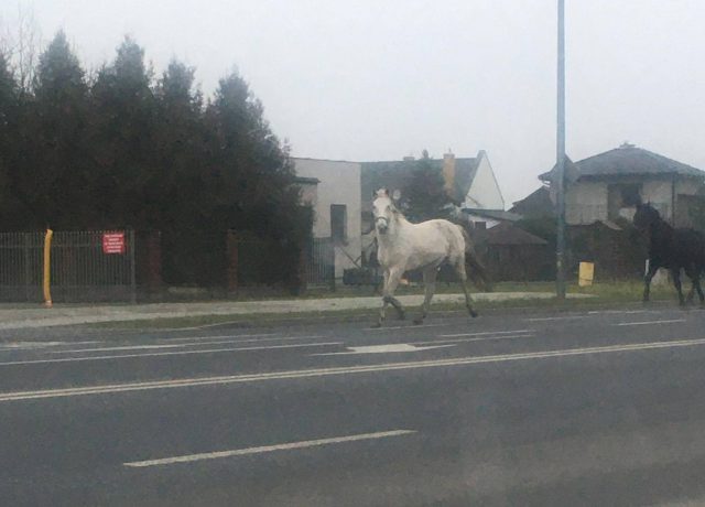 Właściciel nie dopilnował zwierząt. Konie biegają po ul. Abramowickiej (zdjęcia)