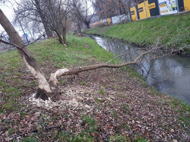 W przepływającej przez Lublin Czechówce zamieszkały bobry. Postanowiły też spiętrzyć wodę (zdjęcia)