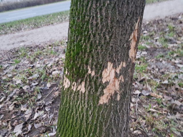 W przepływającej przez Lublin Czechówce zamieszkały bobry. Postanowiły też spiętrzyć wodę (zdjęcia)