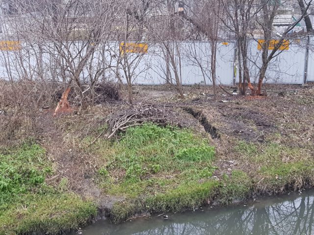 W przepływającej przez Lublin Czechówce zamieszkały bobry. Postanowiły też spiętrzyć wodę (zdjęcia)