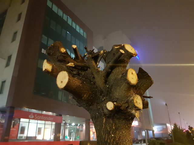 Miasto Lublin: „Jesteśmy oburzeni, że korony drzew zostały przycięte”. Sprawa zostanie zgłoszona na policję (zdjęcia)