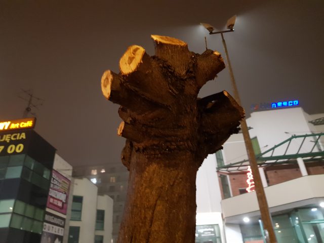 Miasto Lublin: „Jesteśmy oburzeni, że korony drzew zostały przycięte”. Sprawa zostanie zgłoszona na policję (zdjęcia)