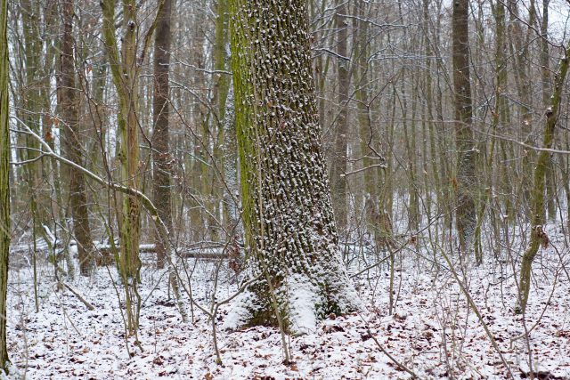 W sprawie wycinki drzew w Starym Gaju głos zabrał prezydent Krzysztof Żuk