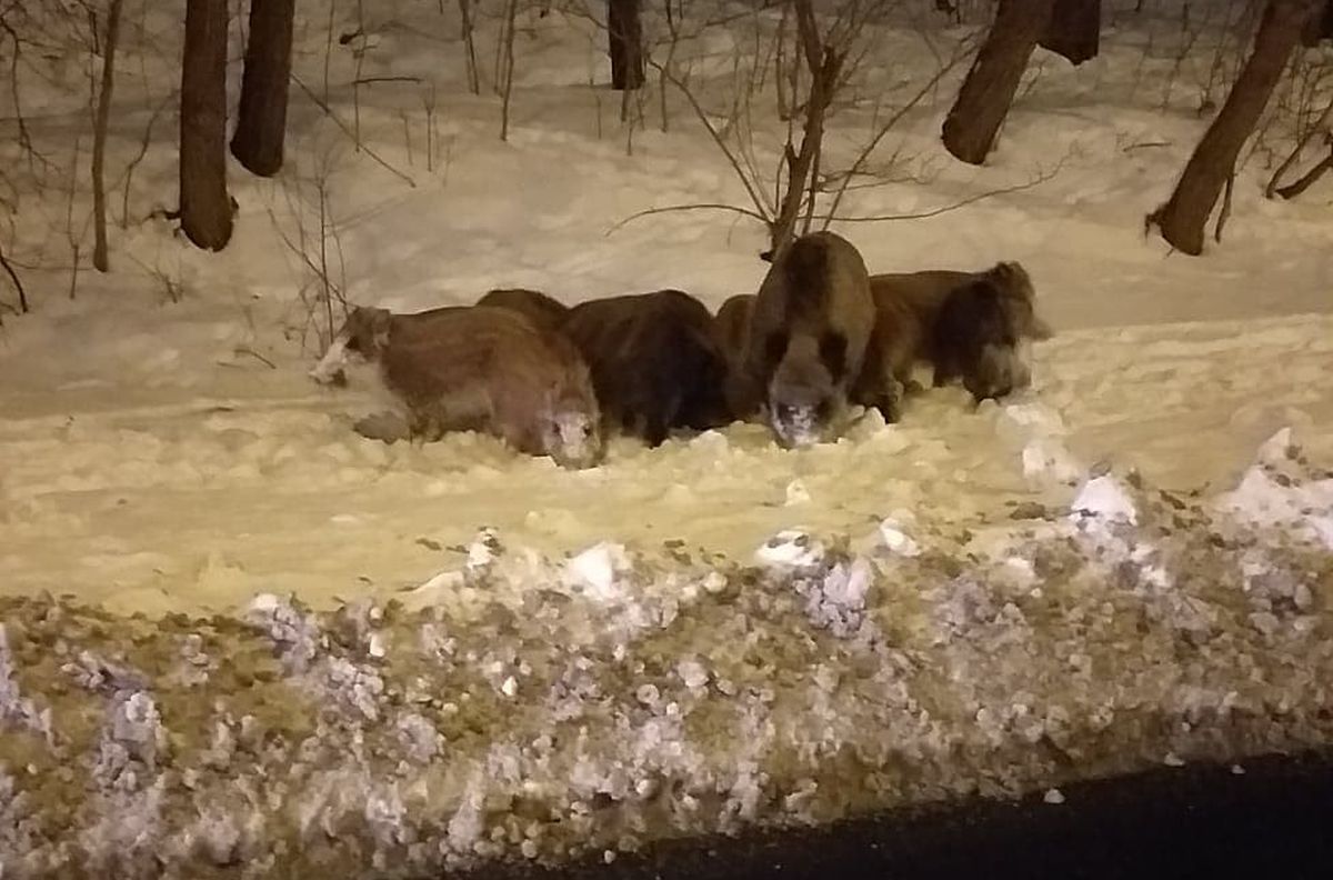 Przychodzą codziennie, czują się jak u siebie w domu. Mieszkańcy Czechowa już przywykli do sąsiedztwa dzików (zdjęcia, wideo)