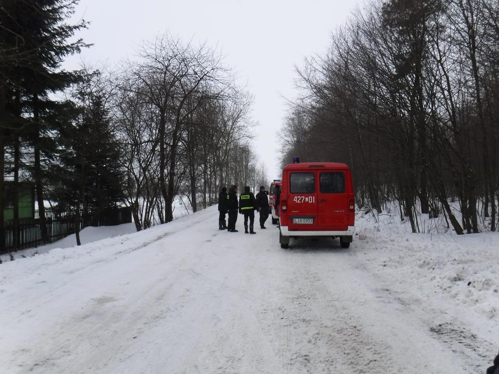 Krowy zapragnęły wolności i ruszyły w las. Kilkanaście zwierząt już schwytano (zdjęcia)