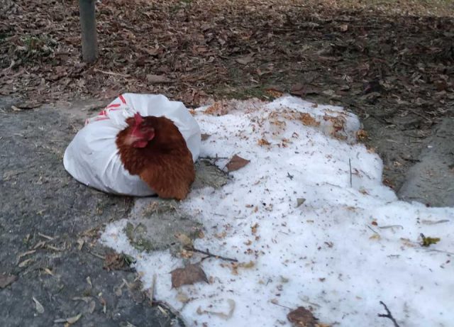 Ktoś wyrzucił żywą kurę przy wiacie śmietnikowej. Ptak zapakowany był w reklamówkę (wideo, zdjęcia)