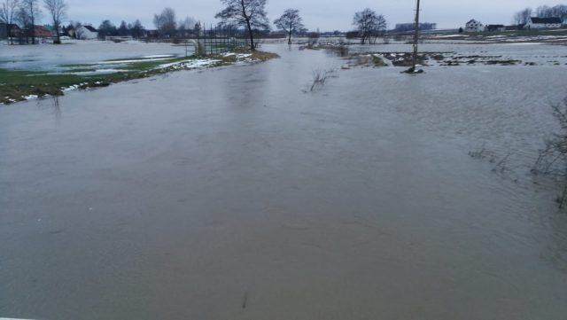 Rzeka wystąpiła z brzegów i podtopiła posesje. Interweniowali strażacy (zdjęcia)