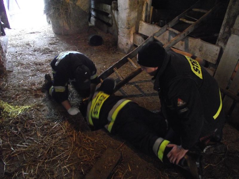 Nietypowa akcja strażaków. Ratowali świnie, które wpadły do piwnicy (zdjęcia)