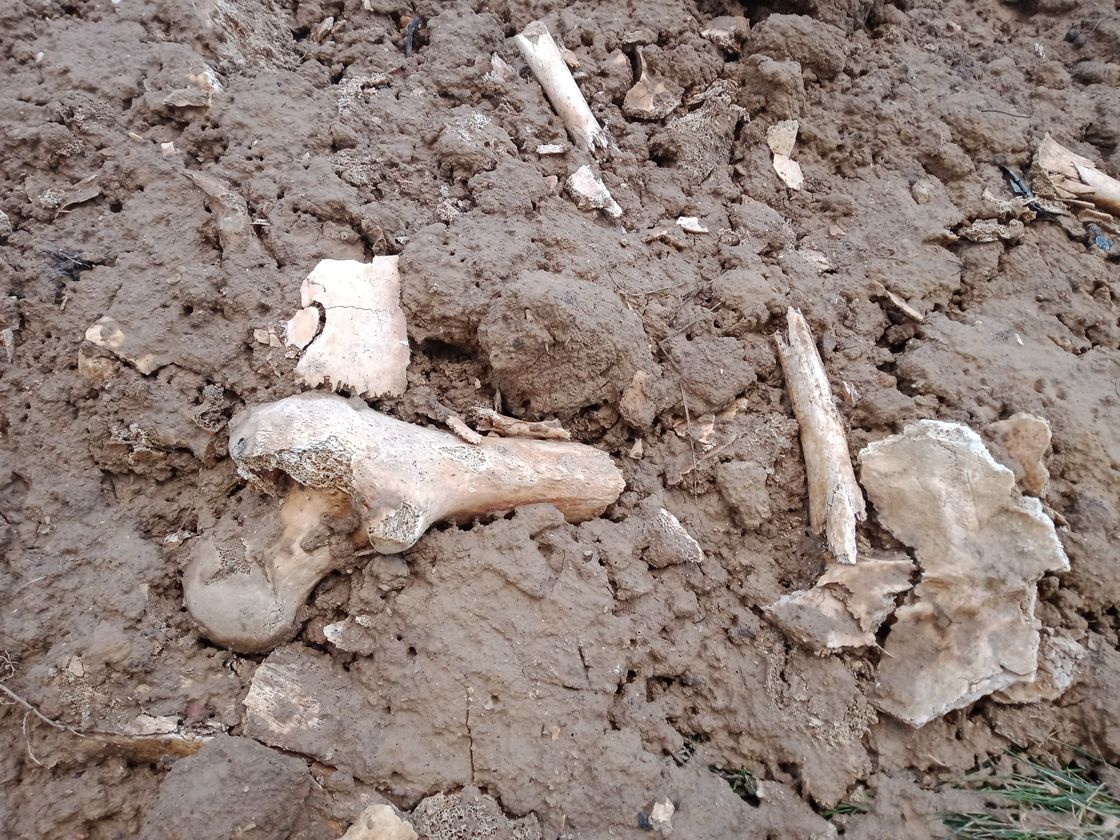 Ludzkie szczątki znalezione koło kościoła zostaną ponownie pochowane (zdjęcia, wideo)