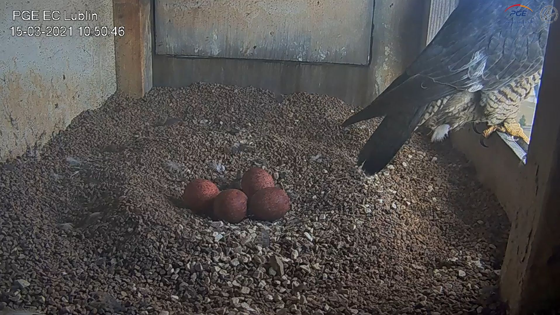 W gnieździe lubelskich sokołów są już cztery jaja