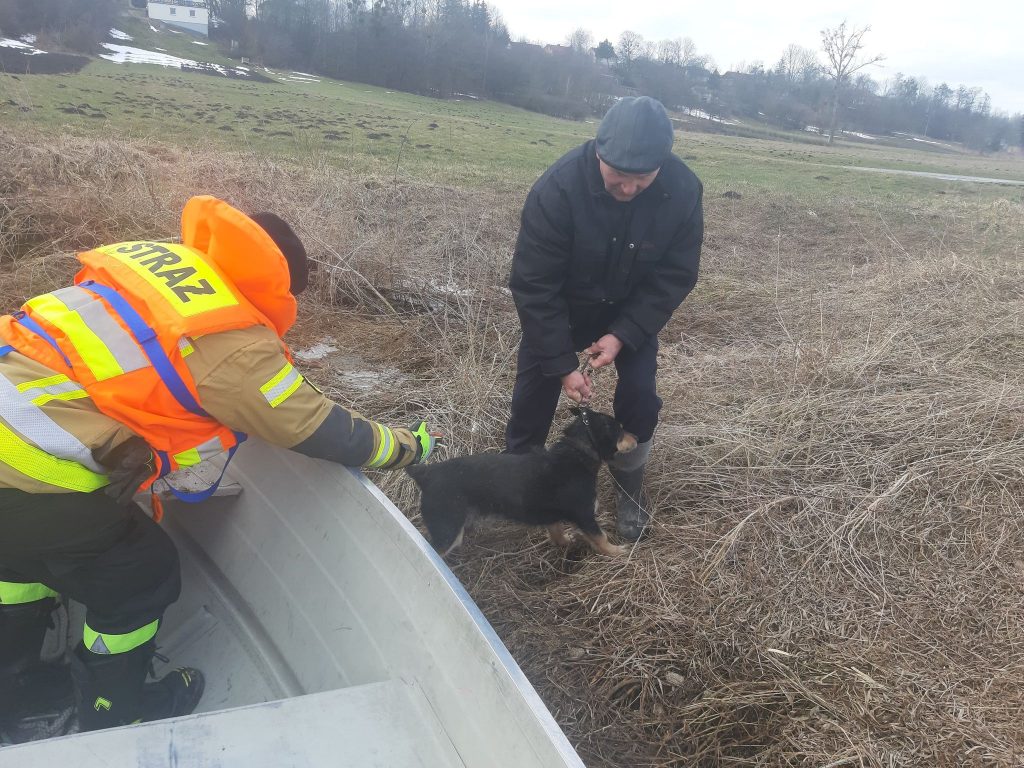 Strażacy uratowali psa uwięzionego w pobliżu rzeki (zdjęcia)