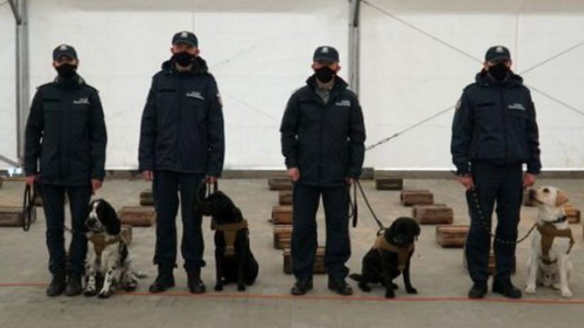 Psy pomogą w wykrywaniu COVID-19. Wkrótce rozpocznie się szkolenie (zdjęcia)