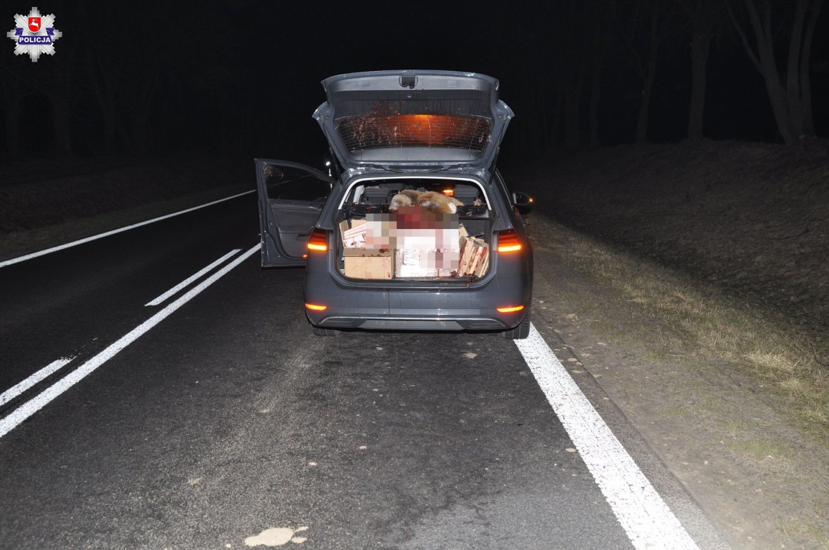 Po potrąceniu sarna wpadła do środka volkswagena i zatrzymała się w bagażniku (zdjęcia)