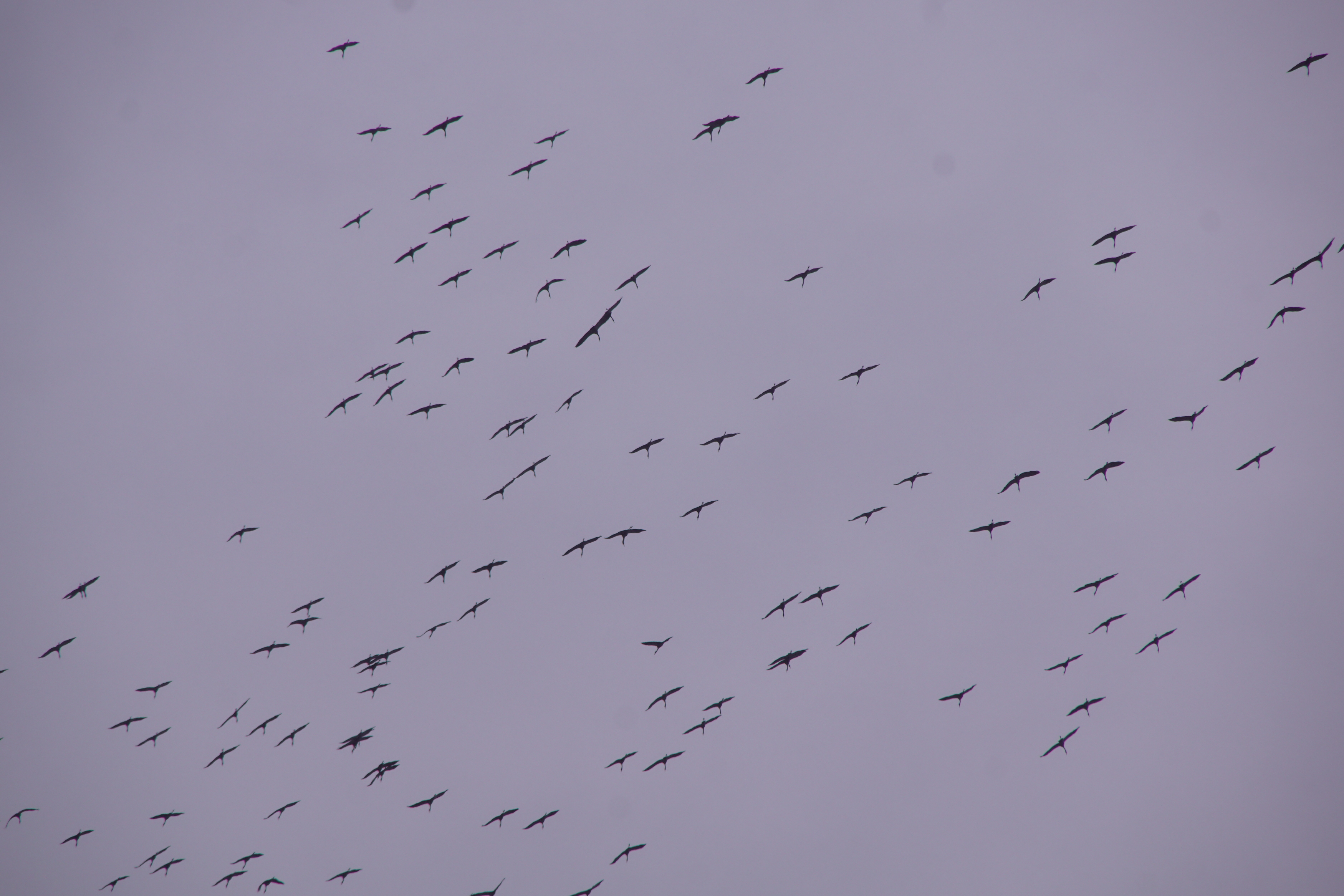 Ptaki te słychać z wielu kilometrów. Są one jednym z pierwszych zwiastunów wiosny (zdjęcia, wideo)