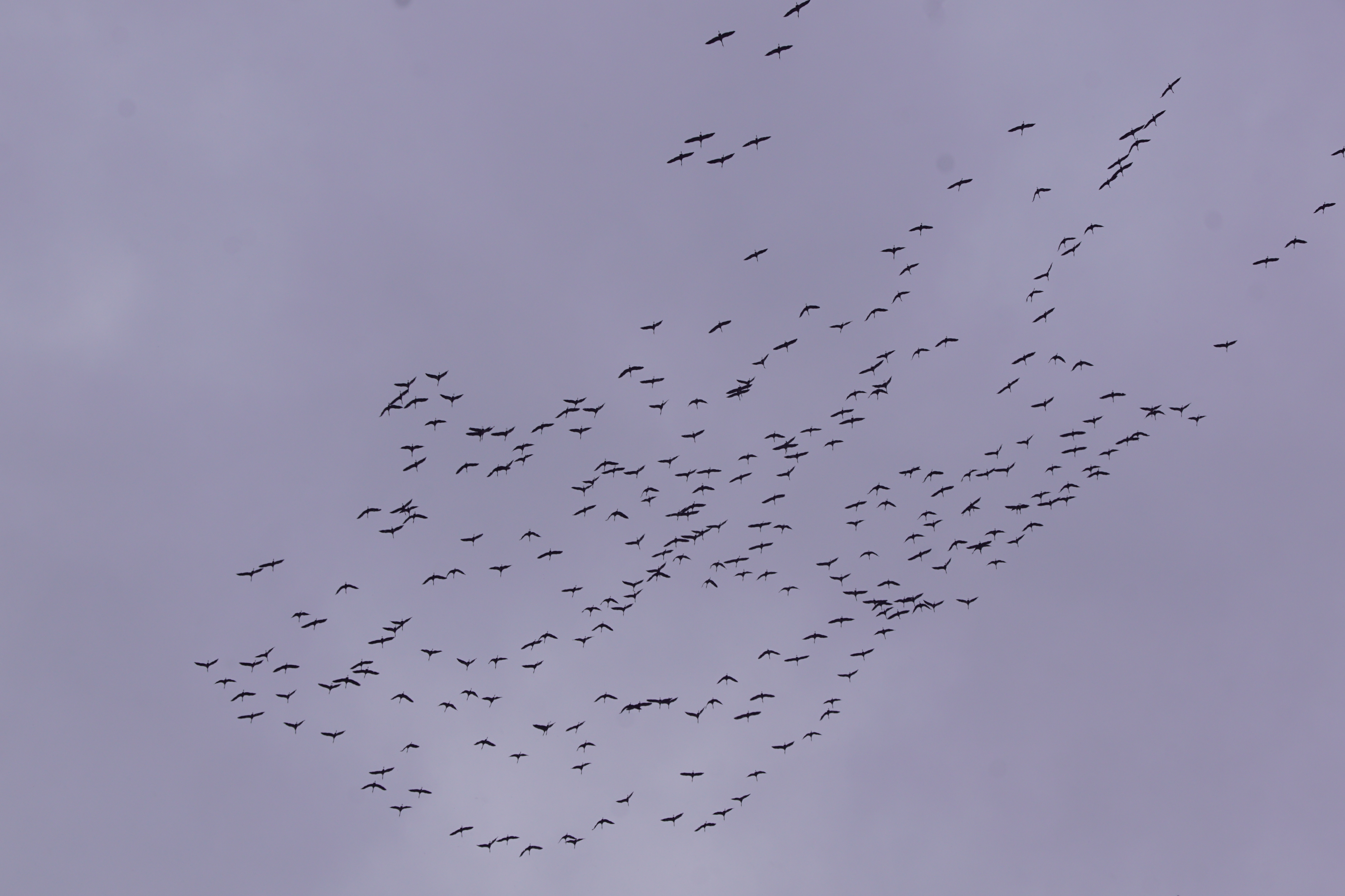 Ptaki te słychać z wielu kilometrów. Są one jednym z pierwszych zwiastunów wiosny (zdjęcia, wideo)