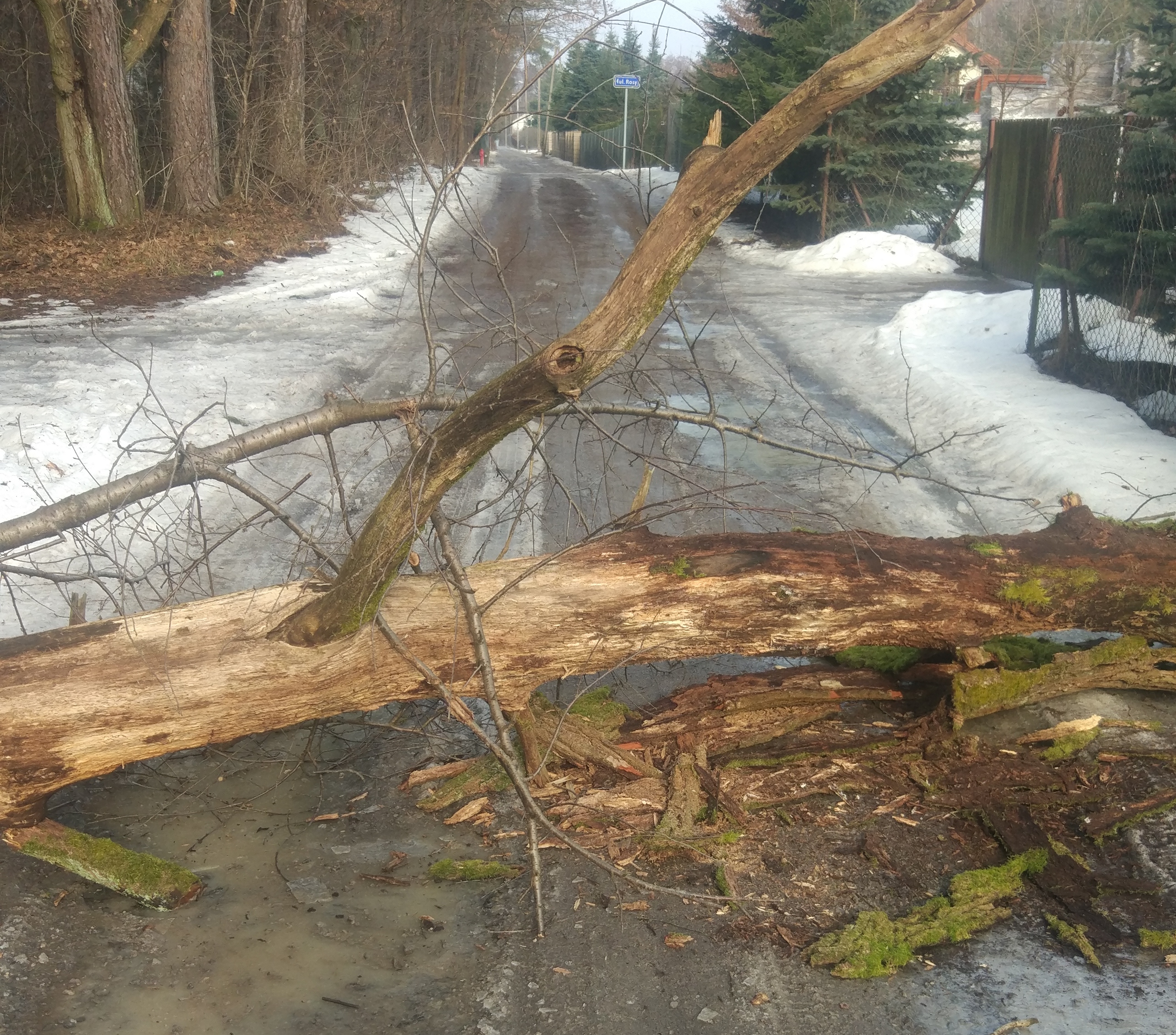 Drzewo runęło na drogę i uszkodziło ogrodzenie. Mieszkańcy boją się o bezpieczeństwo (zdjęcia)