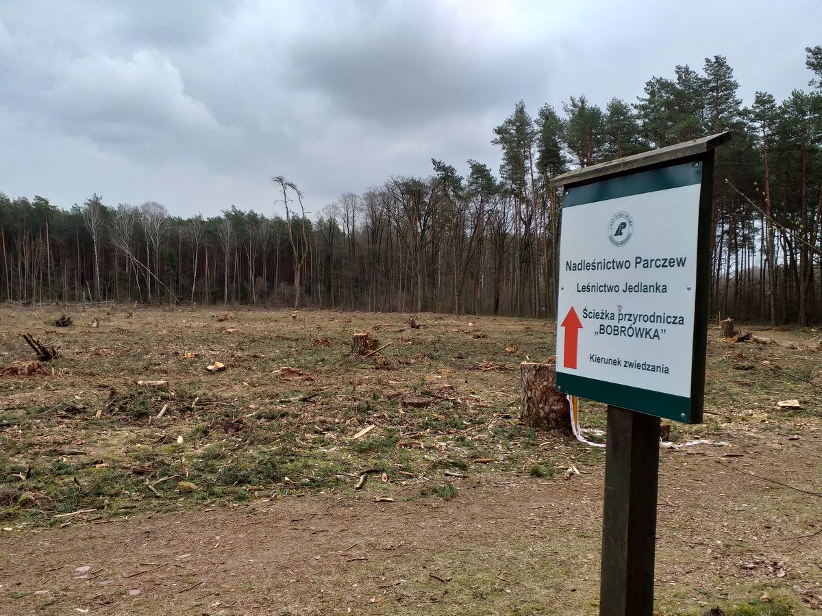 Poszedł do lasu i się przeraził. „Jedna ścieżka zdewastowana, druga zamknięta przez wycinkę”